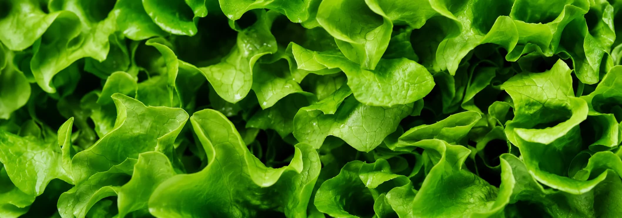 Horticultura
